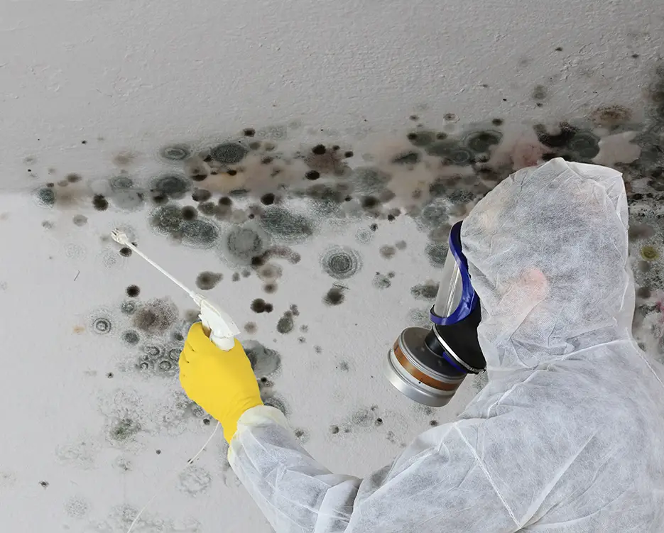 Mold removal